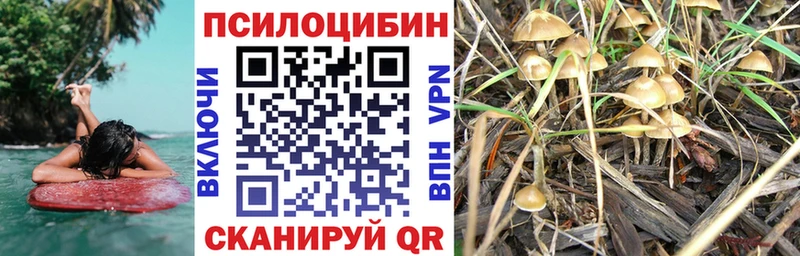 наркота  Лесосибирск  Галлюциногенные грибы Psilocybe 